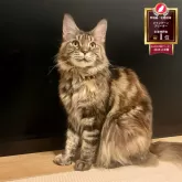 メインクーン【長野県・女の子・2024年8月13日・ブラウンタビー】の写真5「まだ子どもなので、これからまだ大きくなります。」