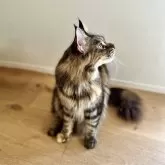 メインクーン【長野県・女の子・2024年8月13日・ブラウンタビー】の写真5「まだまだ子どもです😸」