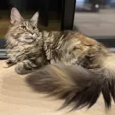 メインクーン【長野県・女の子・2024年8月13日・ブラウンタビー】の写真3「メインクーンらしく、しっぽがゴージャス。」