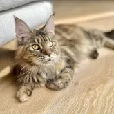 メインクーン【長野県・女の子・2024年8月13日・ブラウンタビー】の写真7