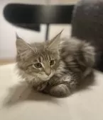 メインクーン【長野県・女の子・2024年11月26日・ブルーパッチドタビー】の写真8