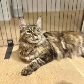 メインクーン【長野県・女の子・2024年8月13日・ブラウンタビー】の写真4「メインクーンらしく、マズルががっしりしています。」