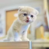 スコティッシュフォールド(折れ耳)【長野県・男の子・2025年6月1日・クリームタビー】の写真14