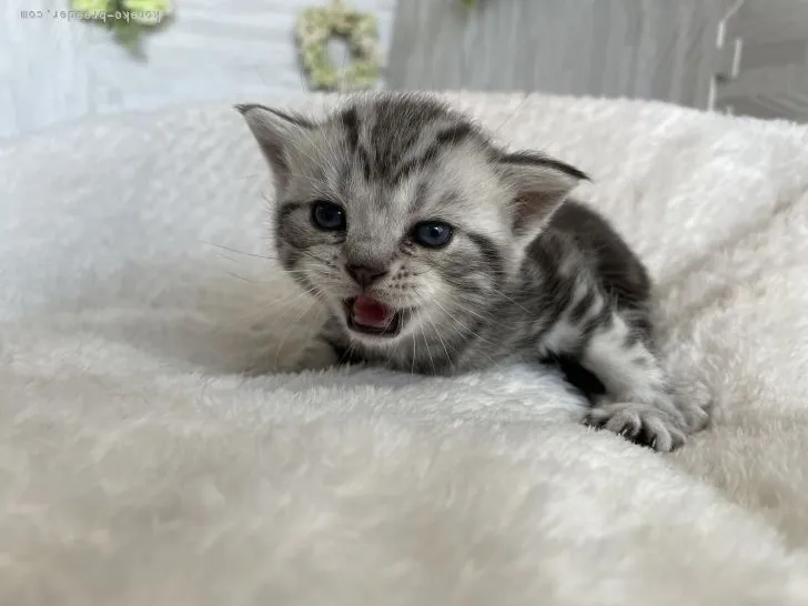 ミノ 様のお迎えした子猫
