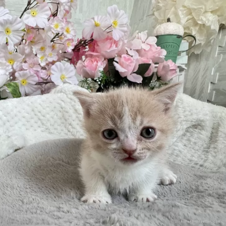 ID：2405-01004の子猫