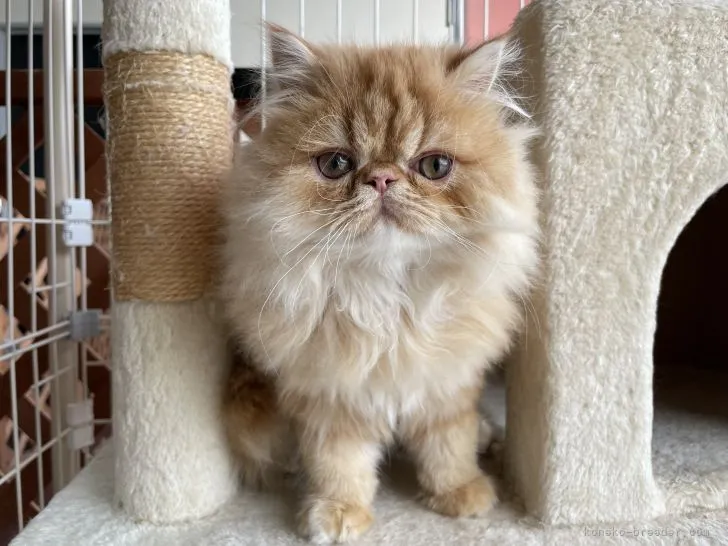 ちょ 様のお迎えした子猫