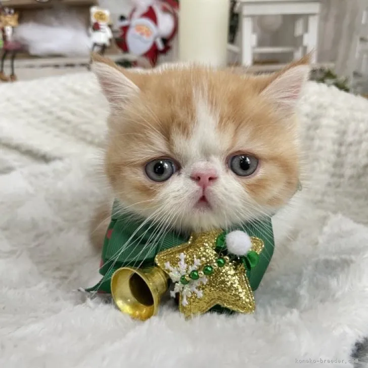 ID:2311-00430の子猫