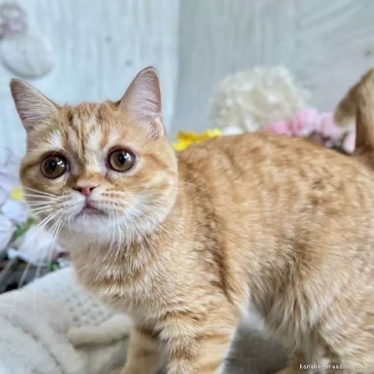 ID：2405-01006の子猫