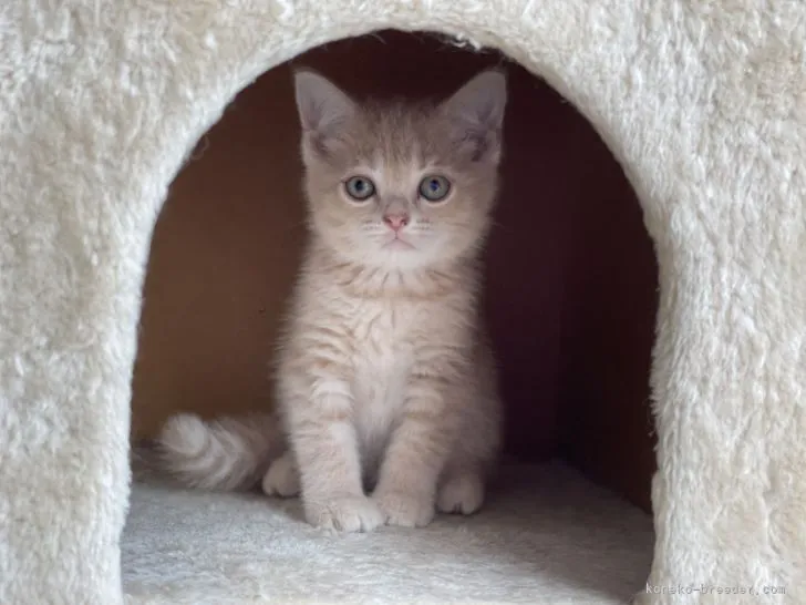 TOKU 様のお迎えした子猫