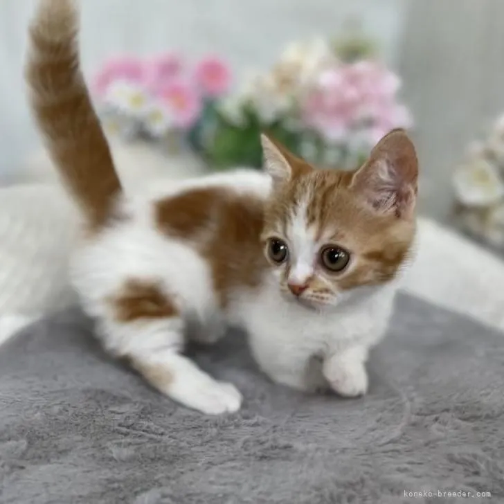 ID:2206-01270の子猫