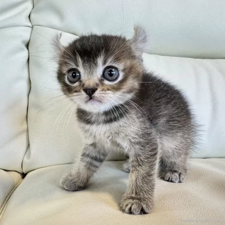 ID:2405-00214の子猫