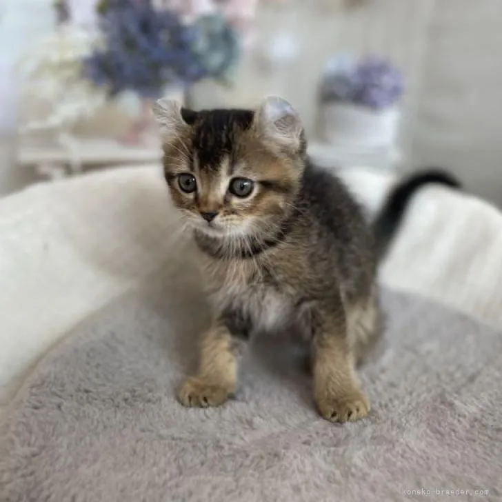 ID:2210-00924の子猫