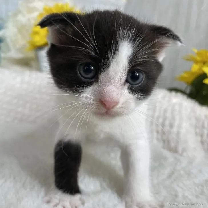 ID:2208-01406の子猫