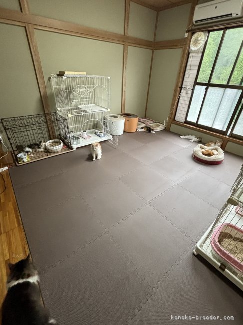 離れの8畳の和室をリフォームした猫舎です｜森下　豊子(もりした　とよこ)ブリーダー(福島県・ノルウェージャンフォレストキャットなど・ICC登録)の紹介写真2