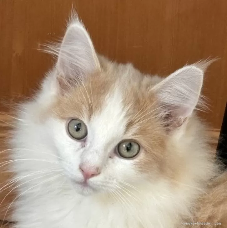 ID:2312-02147の子猫