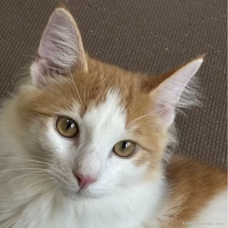 ID：2404-01337の子猫