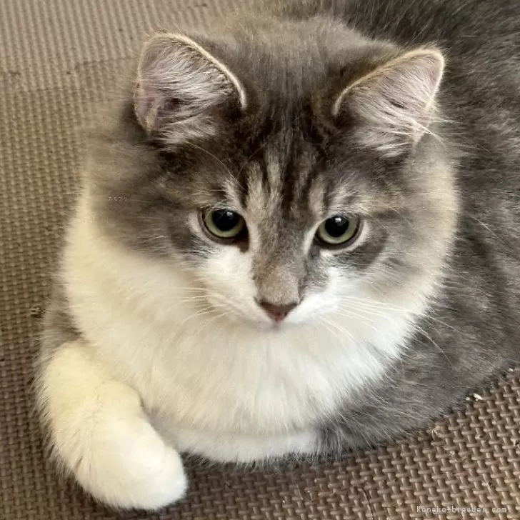 ID:2308-02179の子猫