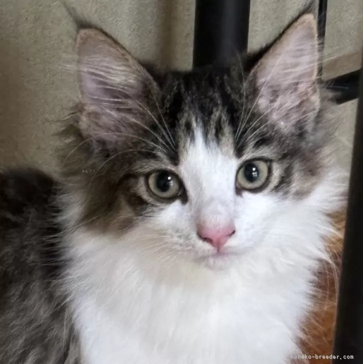 ID:2408-03118の子猫