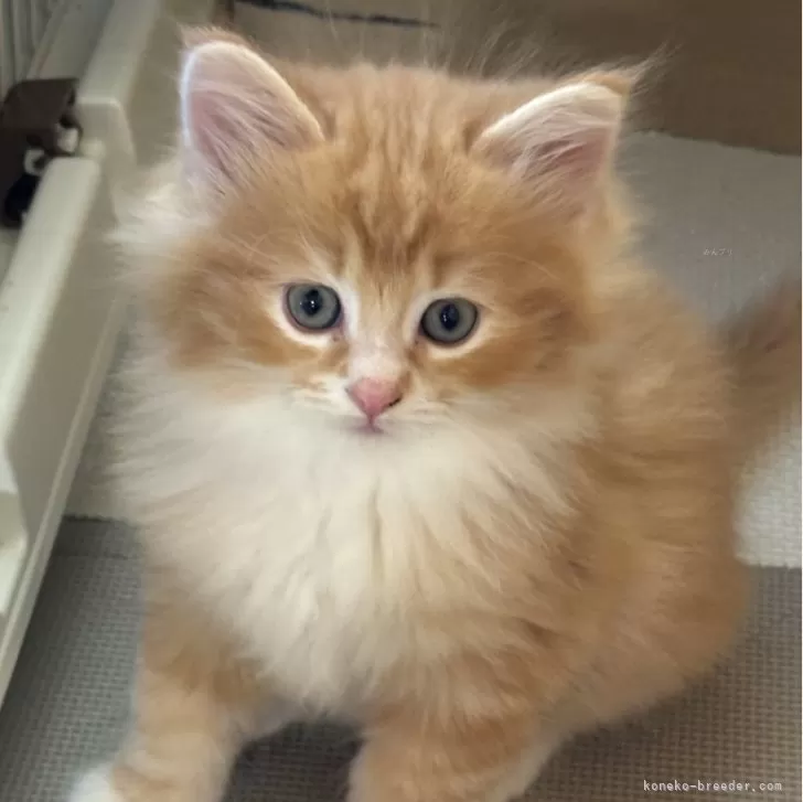 ID:2401-02576の子猫