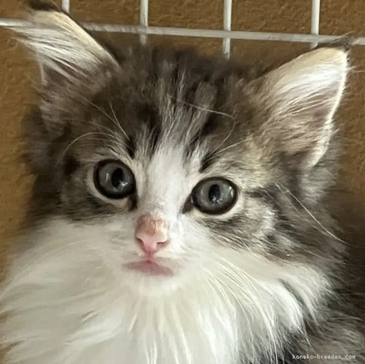 ID:2308-02073の子猫