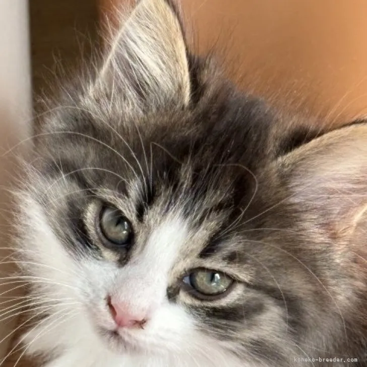 ID:2310-02007の子猫
