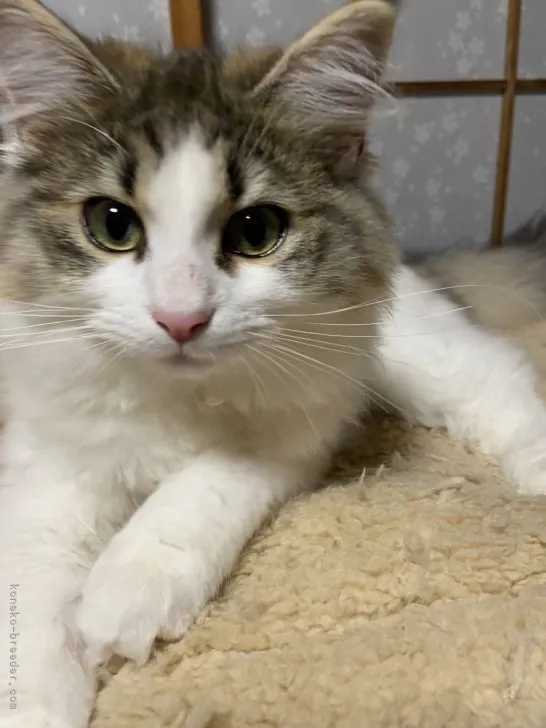 ミナミ 様のお迎えした子猫