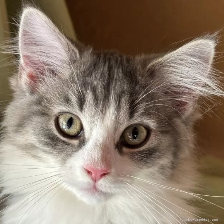 ID:2402-01572の子猫