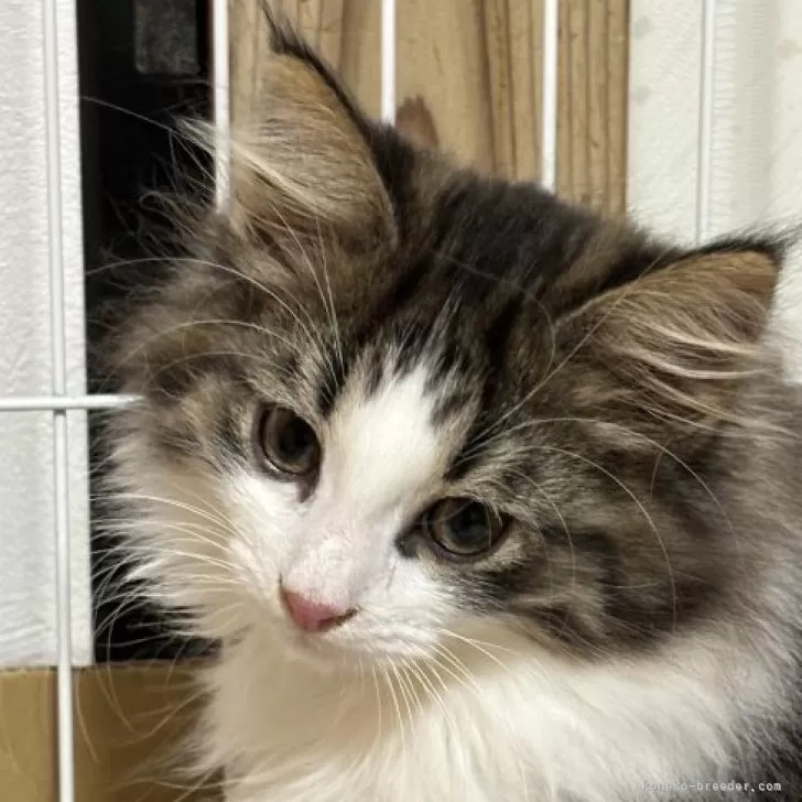 ID:2310-01904の子猫