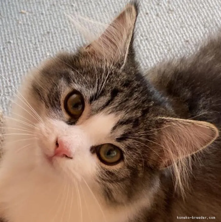 ID：2208-02501の子猫