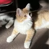 ノルウェージャンフォレストキャット【福島県・男の子・2024年6月3日・レッドマッカレルタビー&ホワイト】の写真3