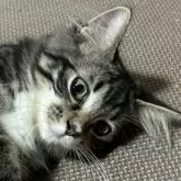 ノルウェージャンフォレストキャット【福島県・男の子・2024年6月3日・ブラウンクラシックタビー&ホワイト】の写真5