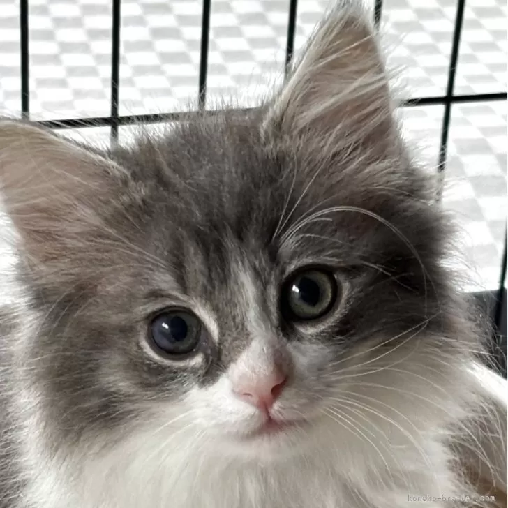 ID:2504-02425の子猫