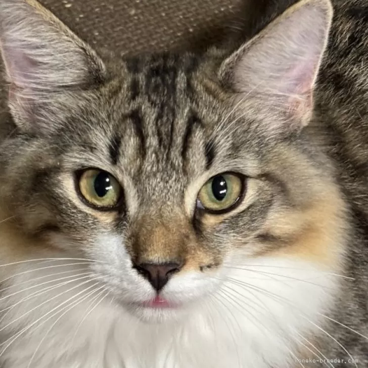 Y.O 様のお迎えした子猫