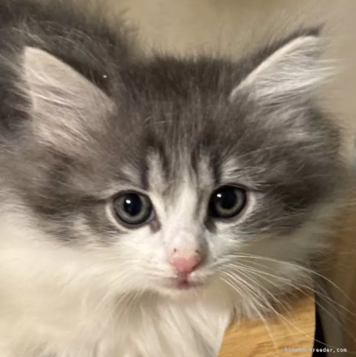 S.M 様のお迎えした子猫