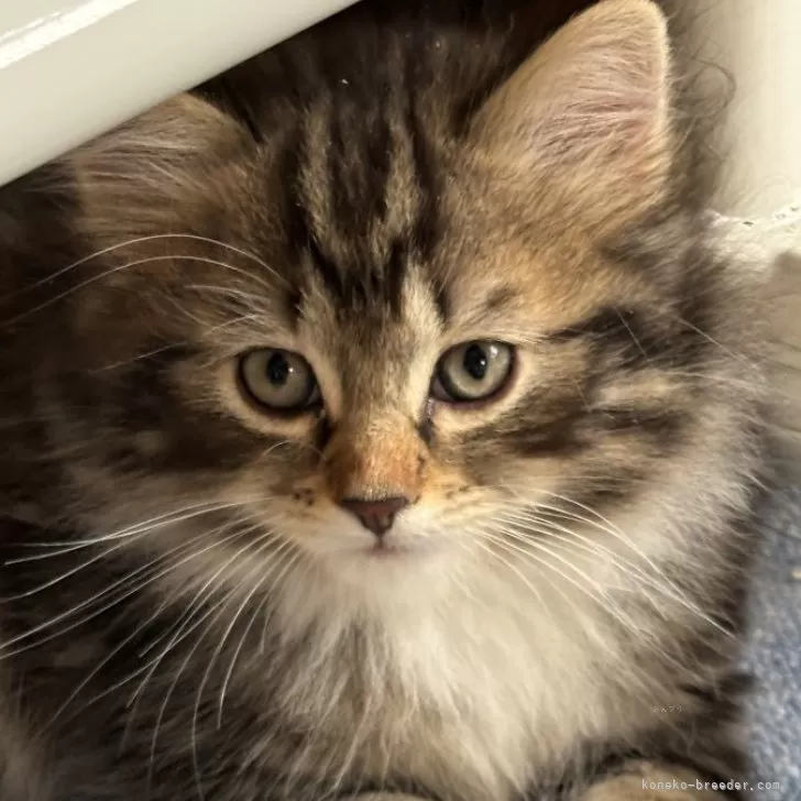 ID：2504-02551の子猫