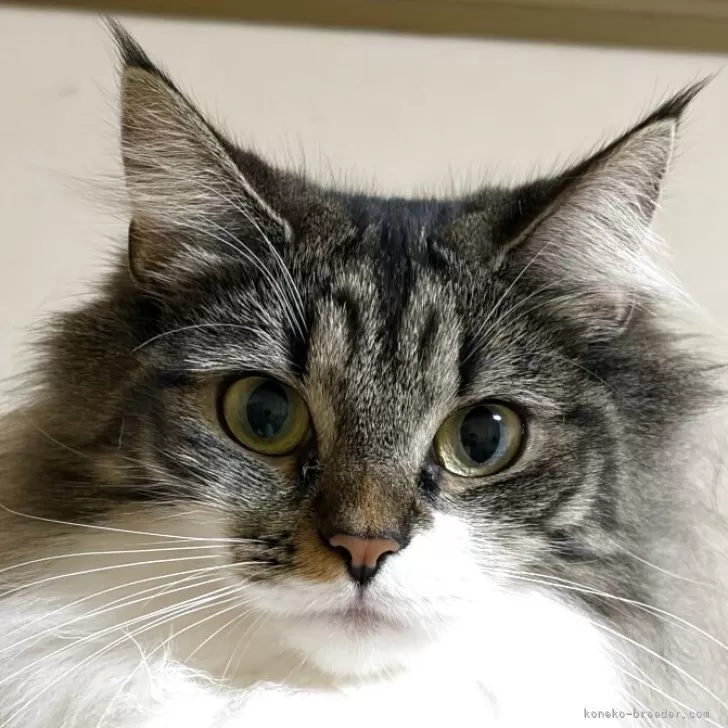 ノルウェージャンフォレストキャット【福島県・女の子・2024年5月23日・ブラウンクラシックタビー&amp;ホワイト】の写真1