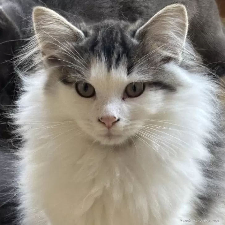 ノルウェージャンフォレストキャット【福島県・男の子・2025年8月9日・ブラウンマッカレルタビー&amp;ホワイト】の写真1