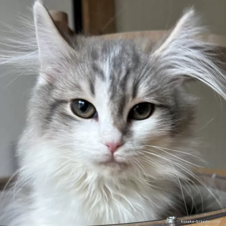 ID：2412-00316の子猫