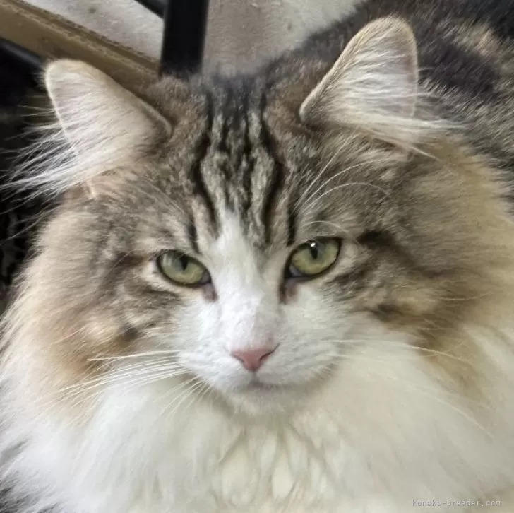 ヤスケイ 様のお迎えした子猫