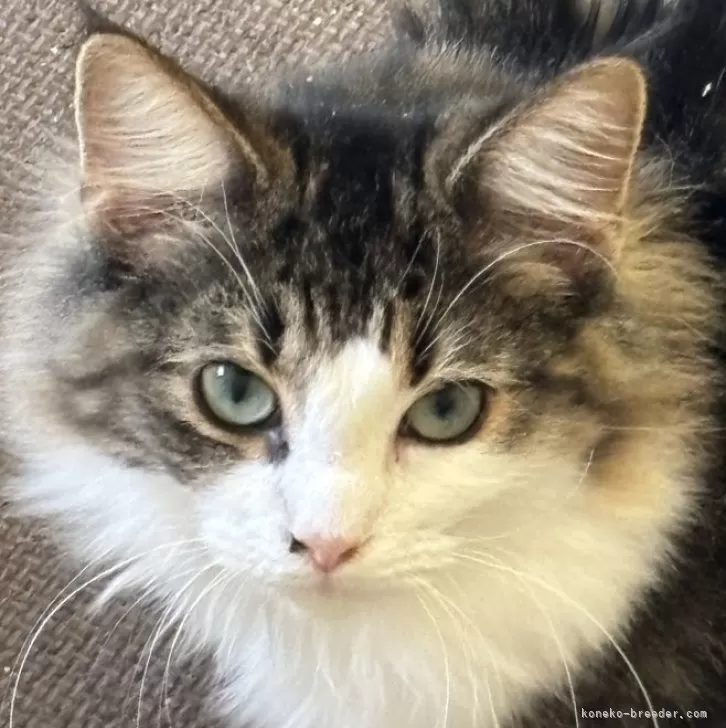 ノルウェージャンフォレストキャット【福島県・女の子・2025年3月28日・ブラウンクラシックタビー&amp;ホワイト】の写真1