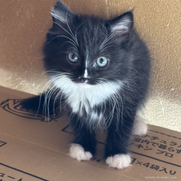N.T 様のお迎えした子猫