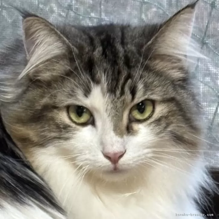 ID:2405-00270の子猫
