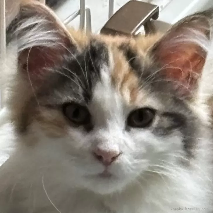 ID：2502-00454の子猫