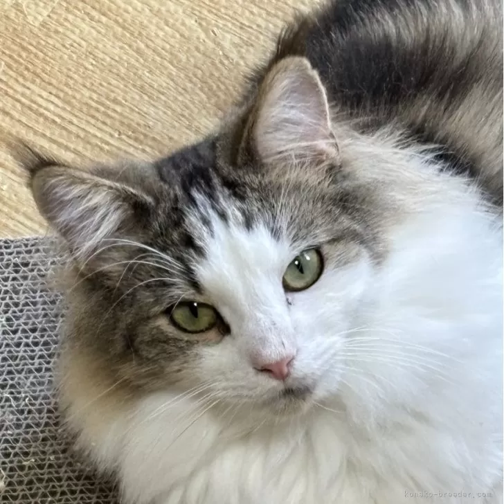 ノルウェージャンフォレストキャット【福島県・男の子・2024年9月27日・ブラウンクラシックタビー&amp;ホワイト】の写真1