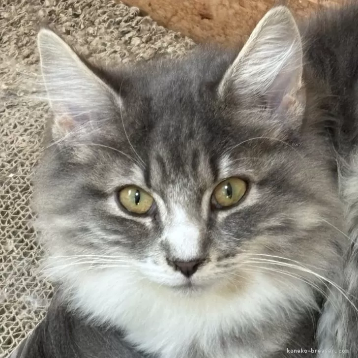 ノルウェージャンフォレストキャット【福島県・女の子・2025年6月25日・ブルークラシックタビー&amp;ホワイト】の写真1