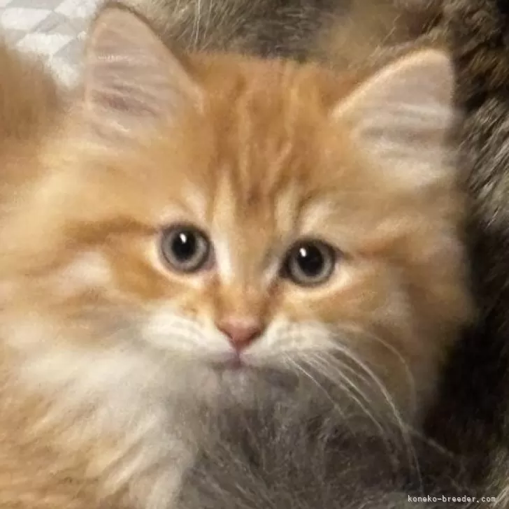 ID：2501-00585の子猫