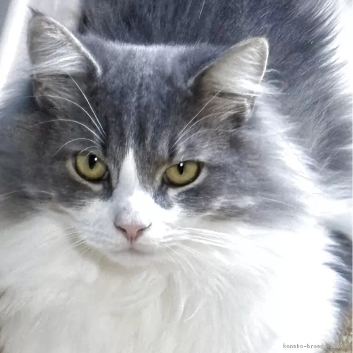 ノルウェージャンフォレストキャット【福島県・男の子・2024年9月27日・ブルータビー&amp;ホワイト】の写真1