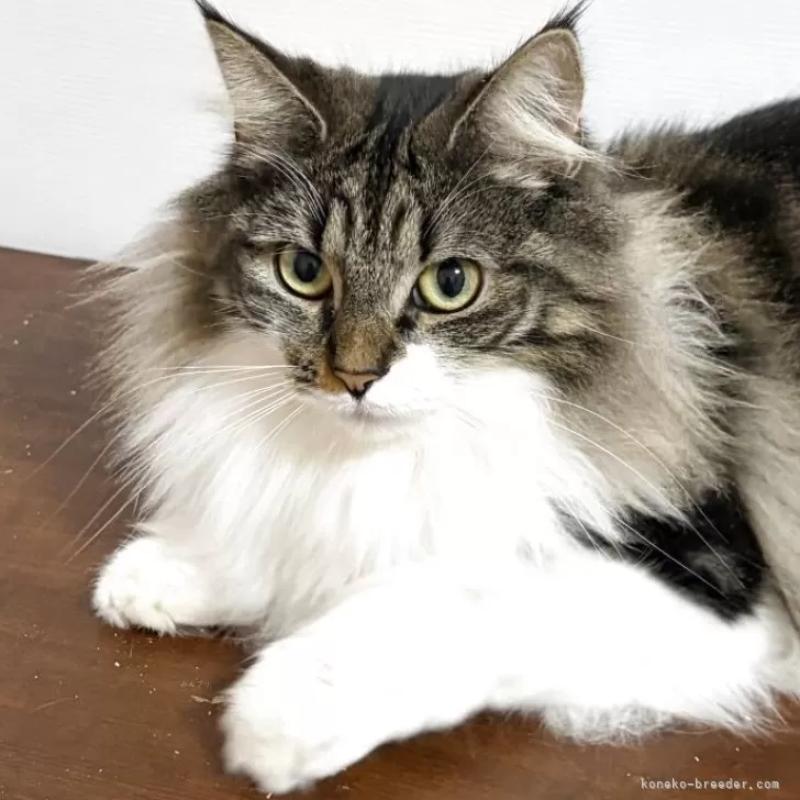 ノルウェージャンフォレストキャット【福島県・女の子・2024年5月23日・ブラウンクラシックタビー&amp;ホワイト】の写真1