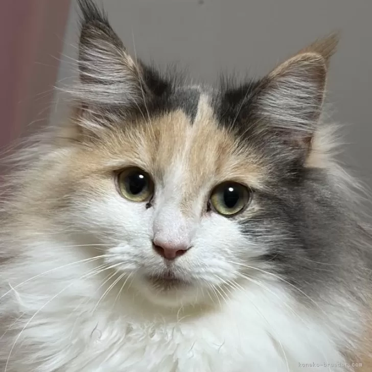 ノルウェージャンフォレストキャット【福島県・女の子・2025年4月21日・ダイリュートキャリコ】の写真1