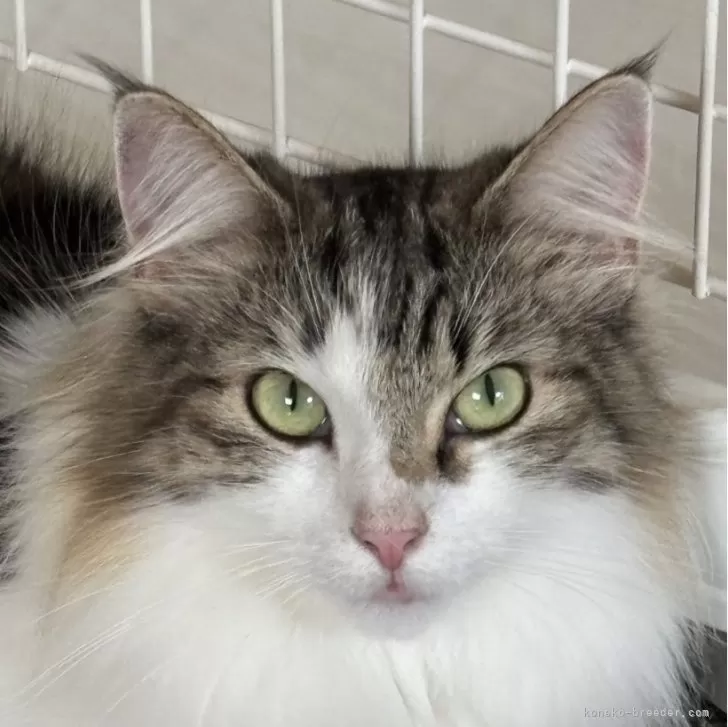 ID：2405-00270の子猫